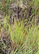 Image of Pongwa grass