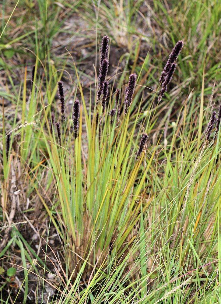 Image of Pongwa grass