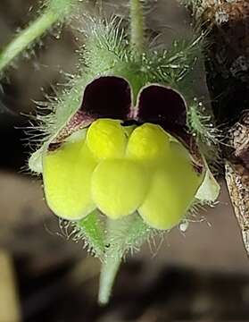 Image of Kickxia spuria subsp. integrifolia (Brot.) R. Fernandes