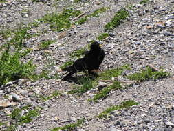 Image of Alpine Chough