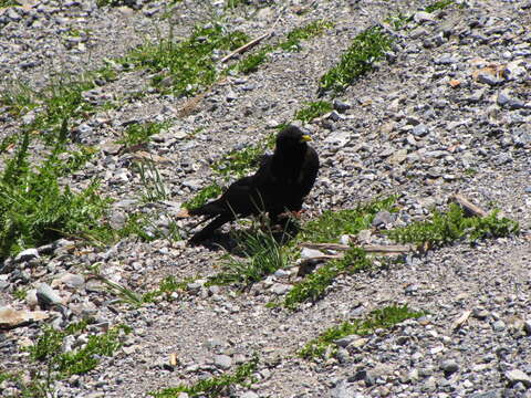 Image of Alpine Chough