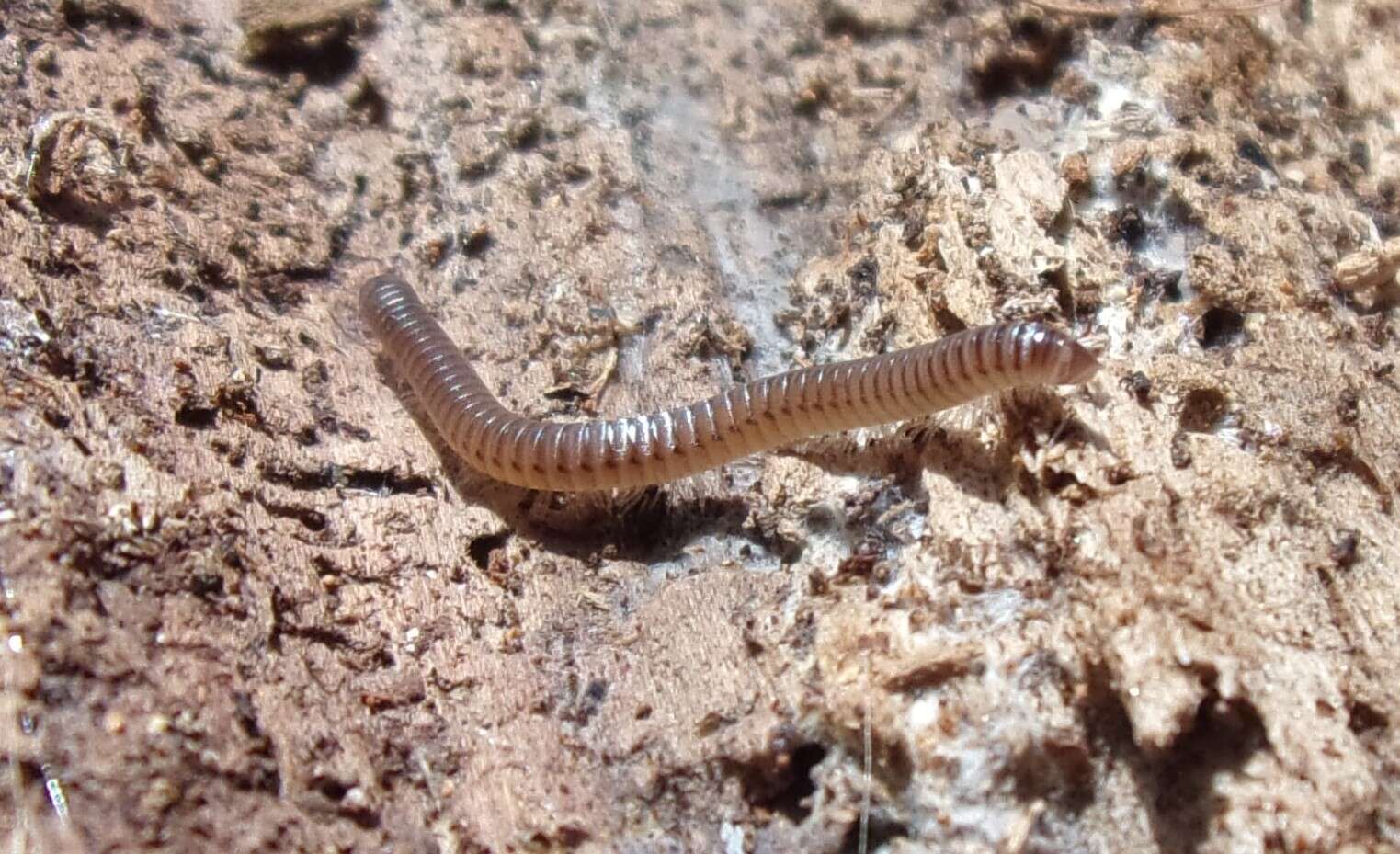 Image of Blunt-tailed Snake Millipede