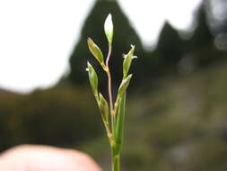 Image of Rytidosperma australe (Petrie) Connor & Edgar