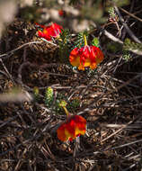 Image of Red Leschenaultia