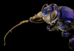 Image of orchid bee