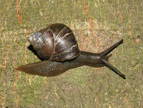 Image of Gittenedouardia spadicea (L. Pfeiffer 1846)