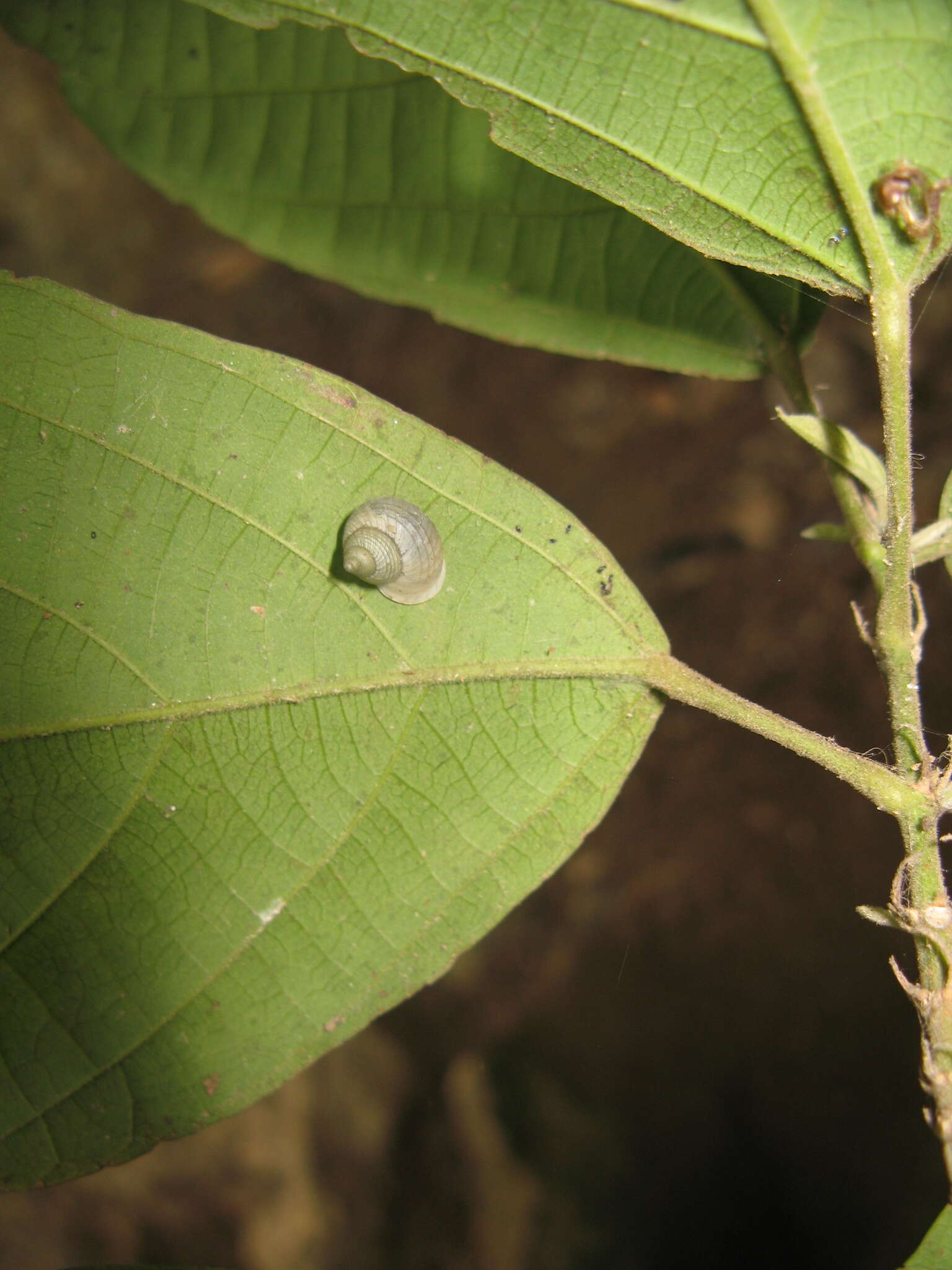 صورة <i>Leptopoma aspirans</i> Benson 1856