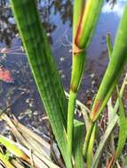 Image of Juncus polycephalus Michx.