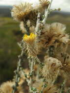 Слика од Lachnospermum neglectum Schltr. ex J. C. Manning & Goldblatt