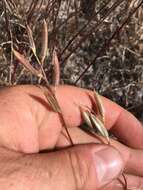 Imagem de Astragalus obscurus S. Wats.