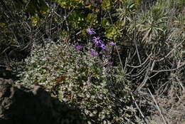 Image of Pericallis lanata (L'Hér.) B. Nord.