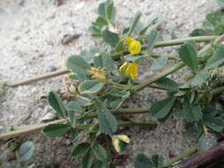 Image of water medick