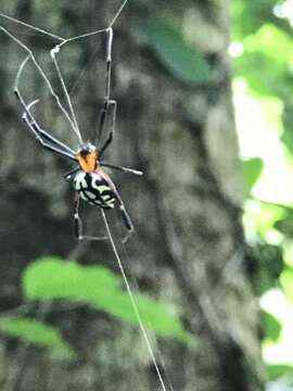 Image of Leucauge tessellata (Thorell 1887)