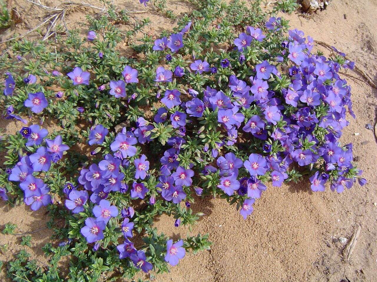 Image of Scarlet pimpernel