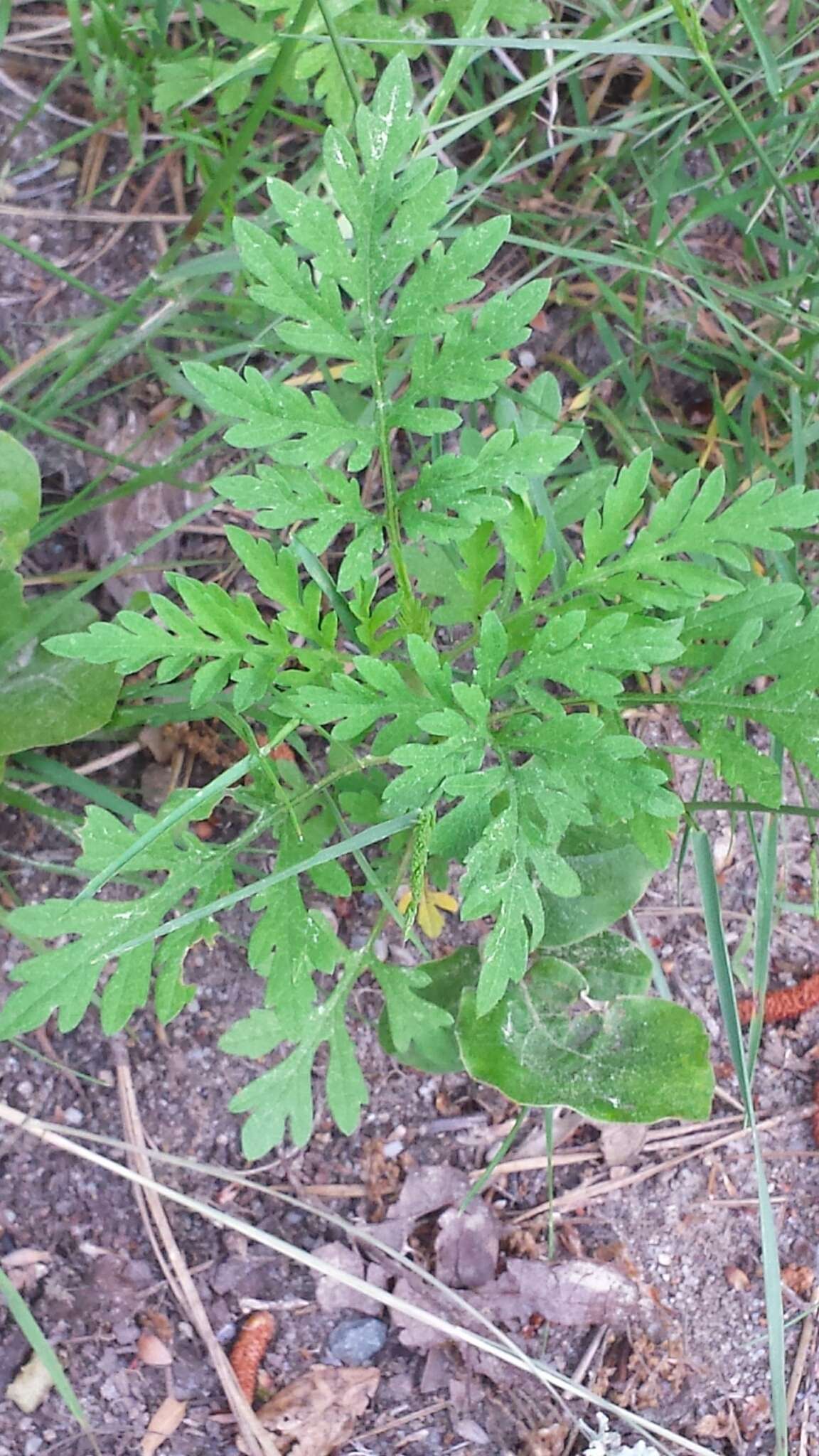 Image of annual ragweed