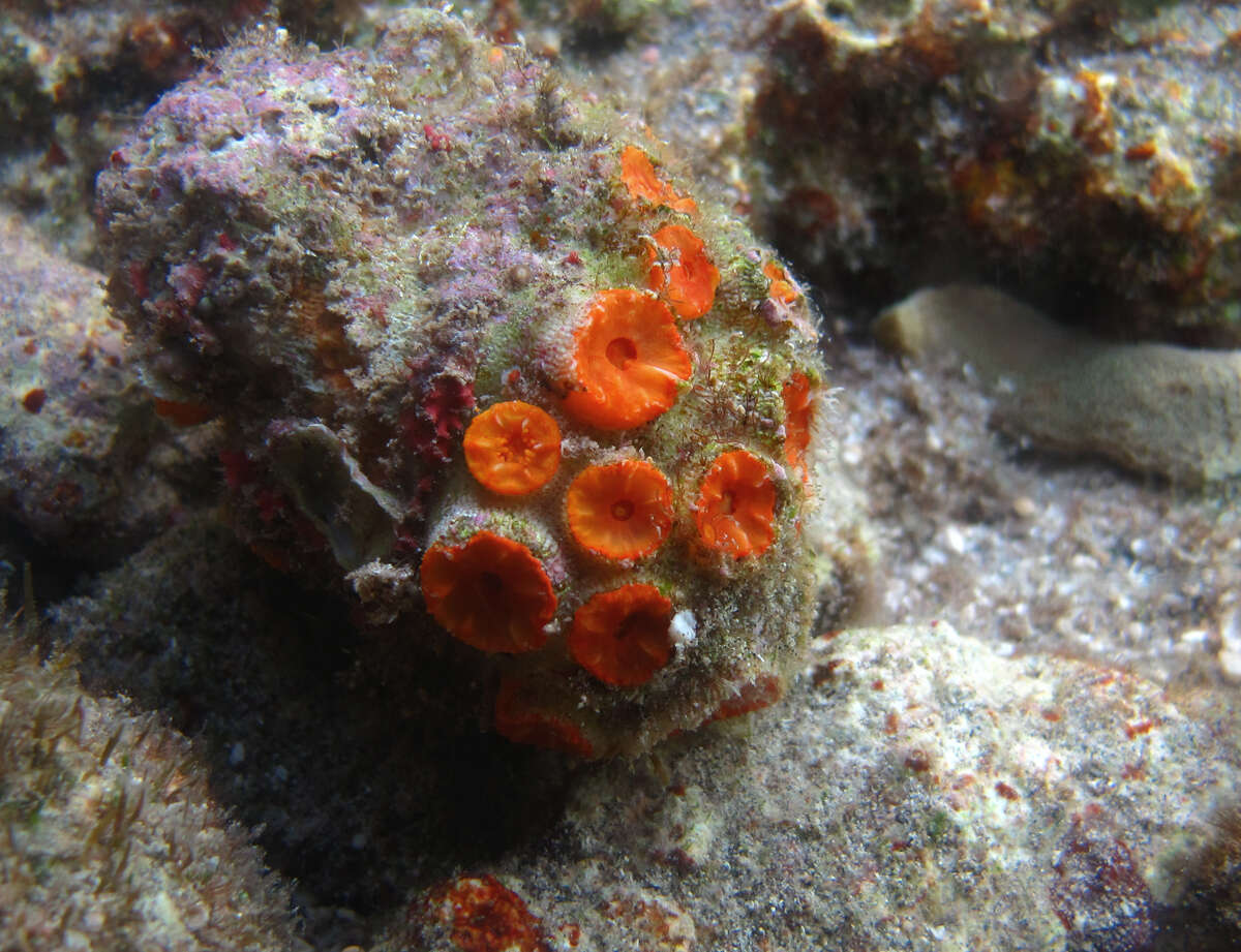 Image of Orange Cup Coral