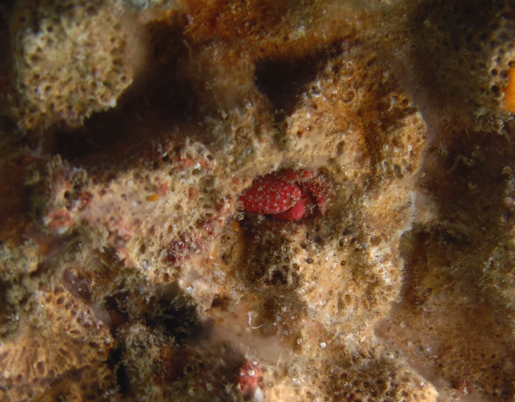 Image of Strawberry crab