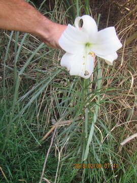 Image of Formosa lily