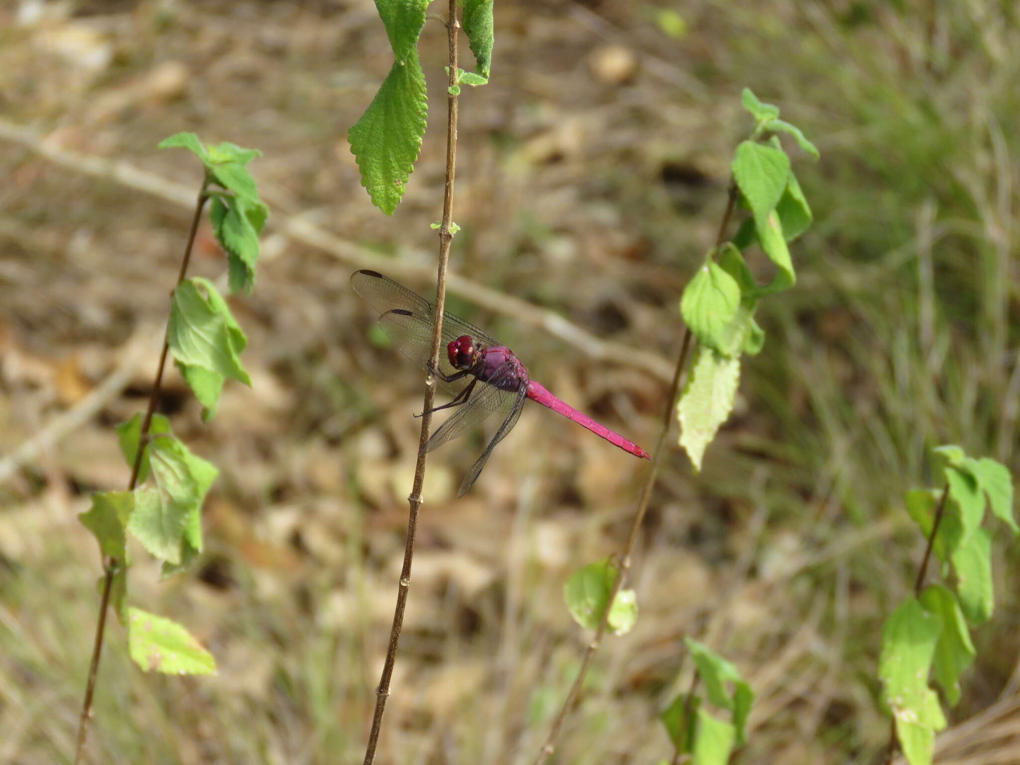 Image of Orthemis macrostigma (Rambur 1842)