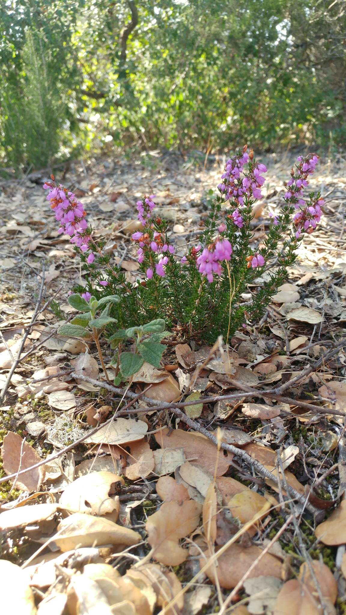 Image of Bell Heather