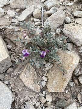 صورة Astragalus desperatus M. E. Jones