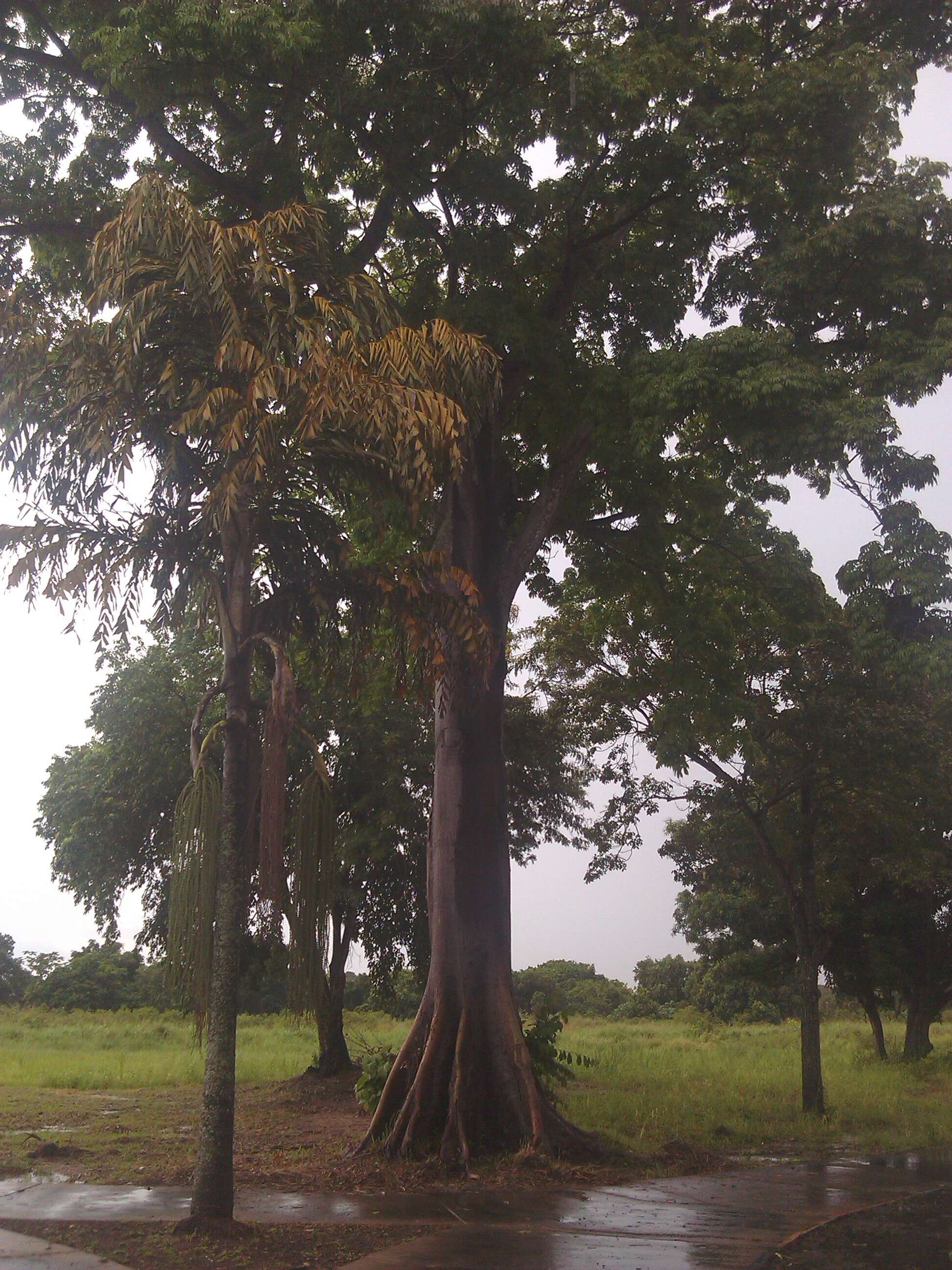 Image of kapoktree