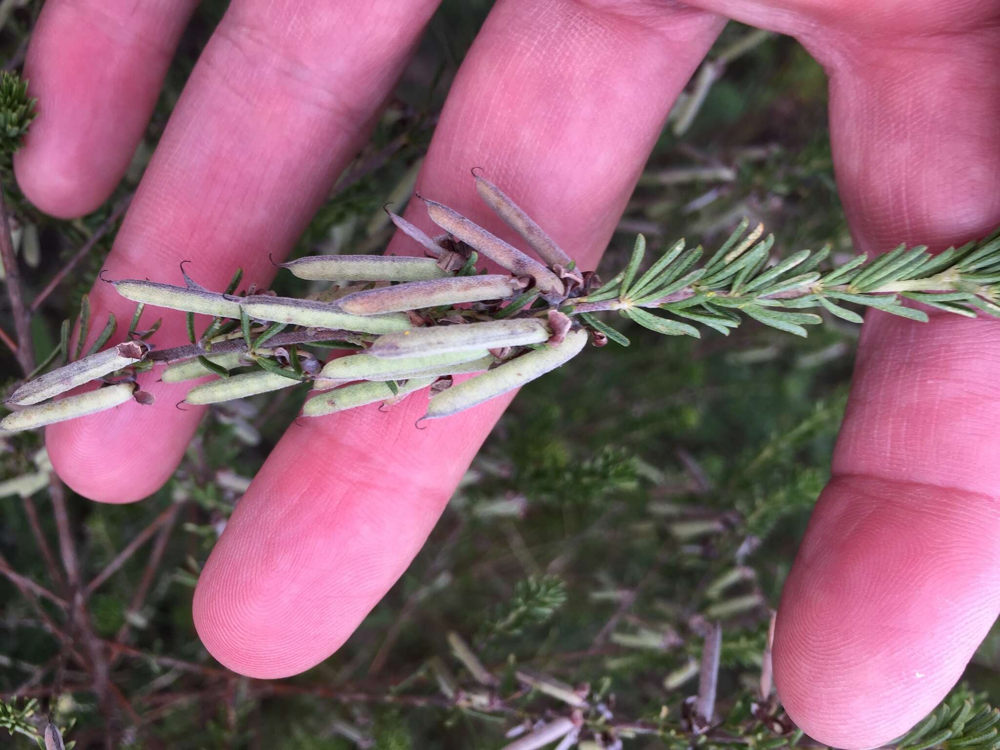 Indigofera pappei Fourc.的圖片