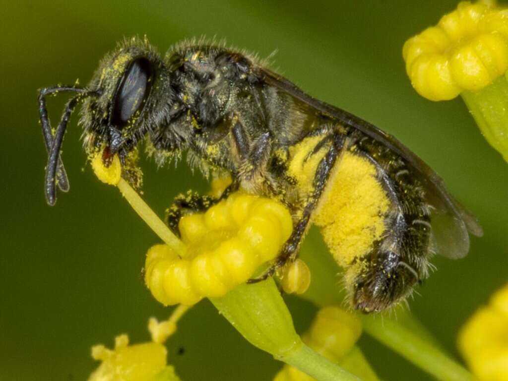 Lasioglossum sphecodoides (Smith 1853)的圖片