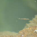 Image of Spotted minnow