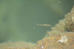 Image of Spotted minnow