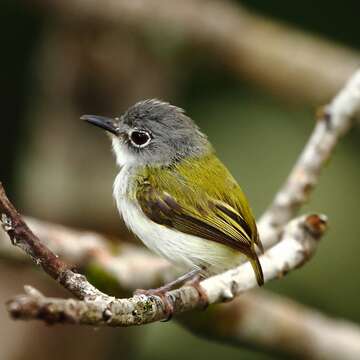 Image of Short-tailed Pygmy Tyrant