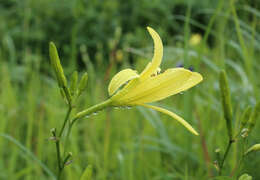 Image de Hemerocallis citrina var. vespertina (H. Hara) M. Hotta