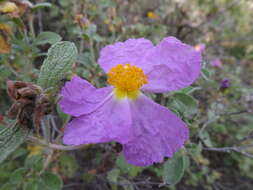 Image of Cistus creticus L.