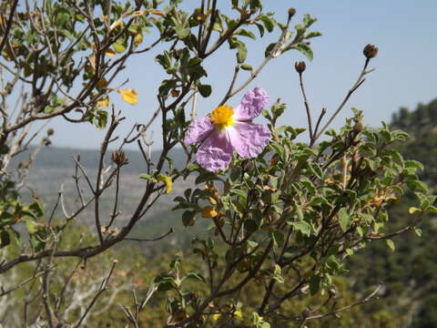 Image of Cistus creticus L.