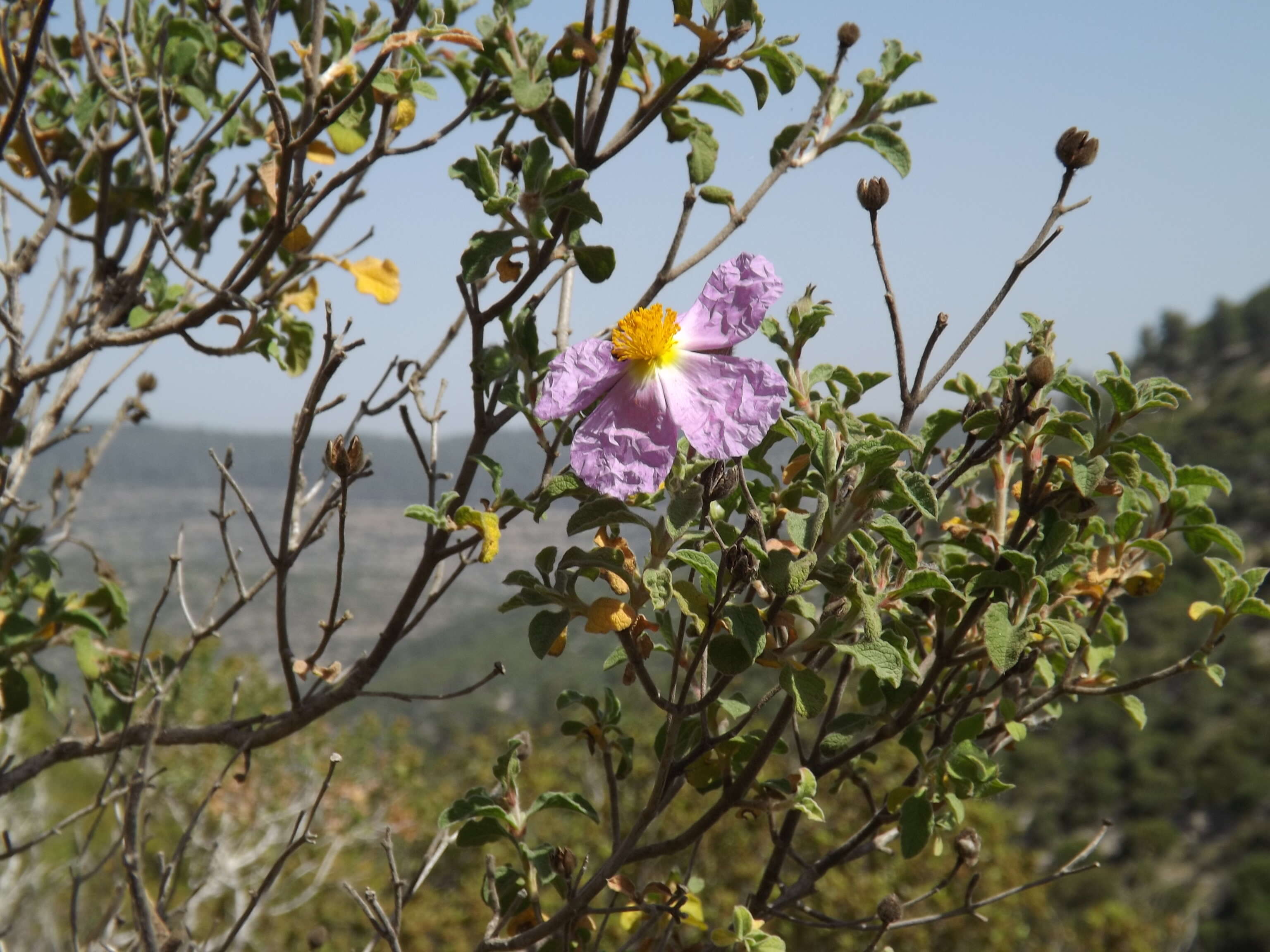 Image of Cistus creticus L.