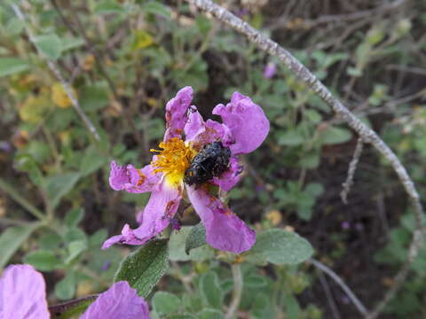 Image of Cistus creticus L.