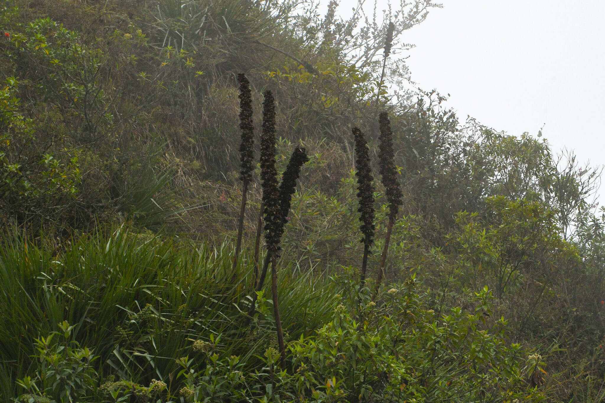 Image of Puya tillii Manzan.