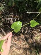 Image de Smilax melastomifolia Sm.