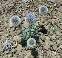 Image of Echinops humilis M. Bieb.