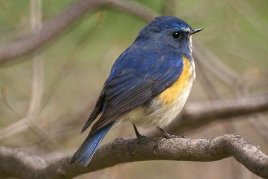 Image of Orange-flanked Bush-Robin