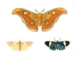 Image de Hypocrita pylotis Drury 1773