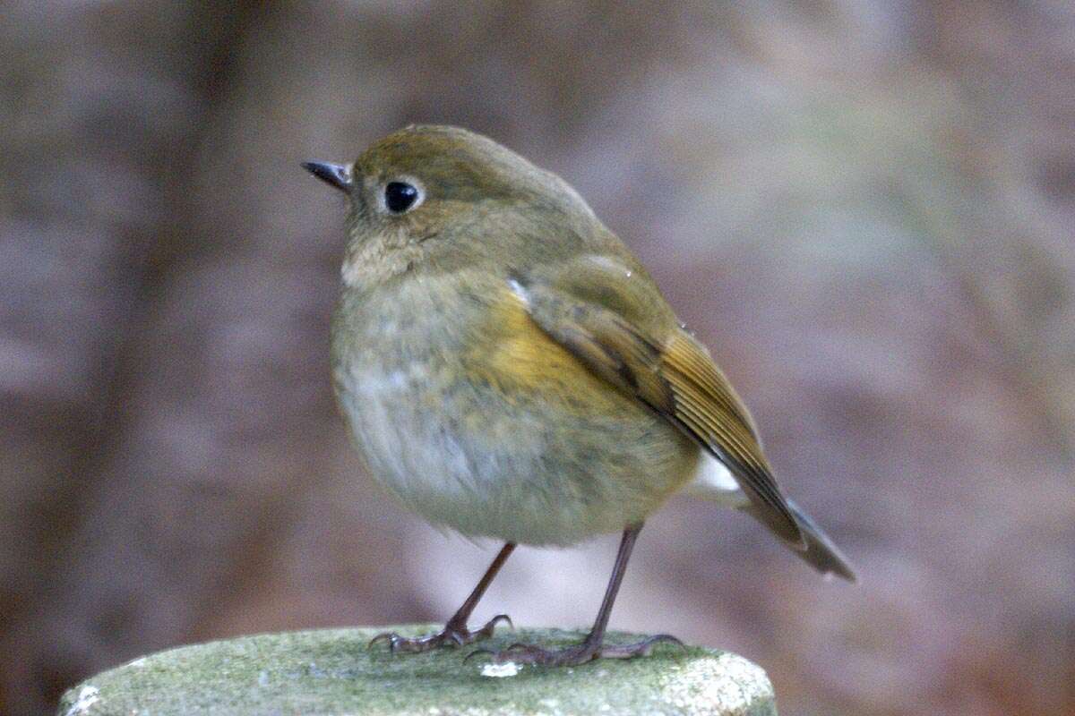 Image of Orange-flanked Bush-Robin