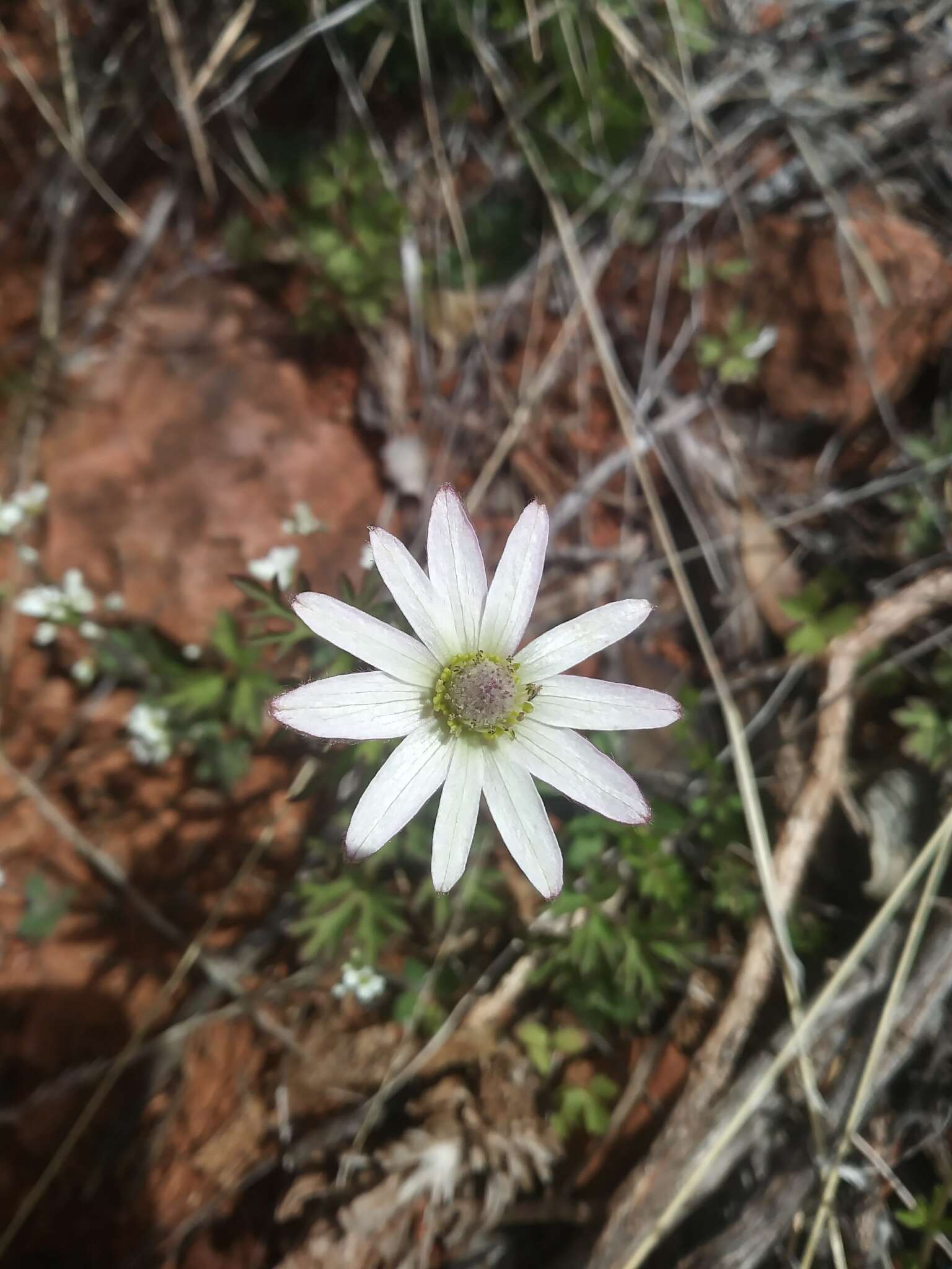 Anemone tuberosa Rydb.的圖片