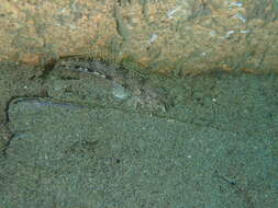 Image of Black Goby