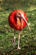 Image of Scarlet Ibis