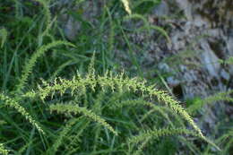 Image of Setaria chondrachne (Steud.) Honda