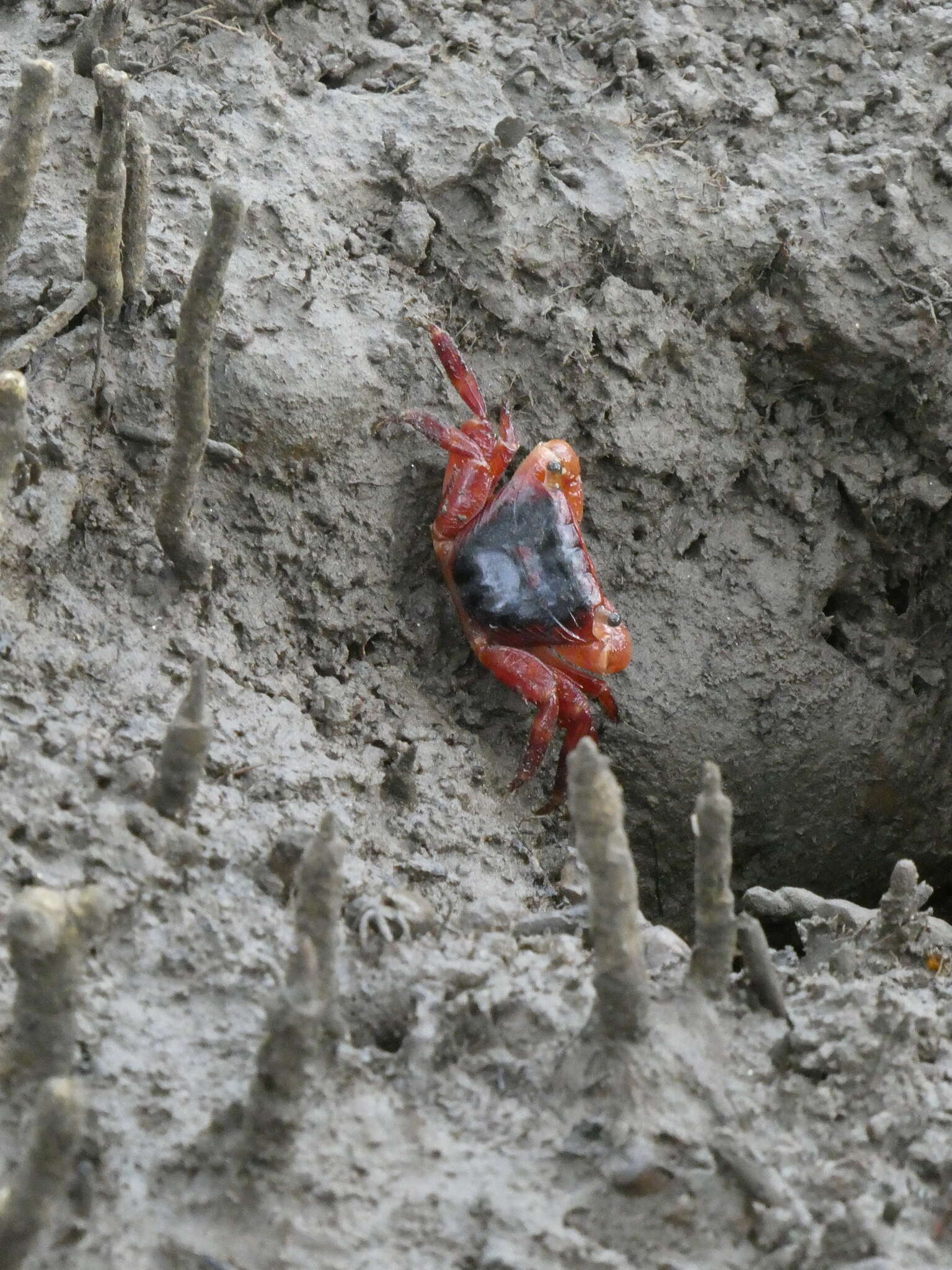 Metopograpsus latifrons (White 1847)的圖片