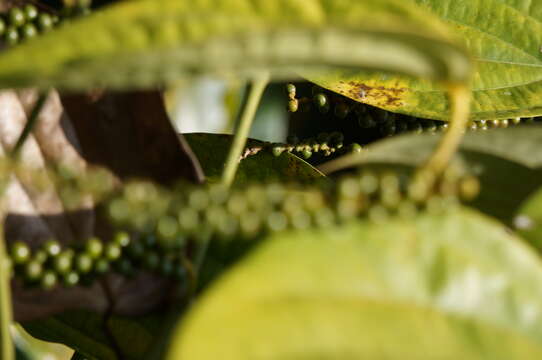 Image of black pepper