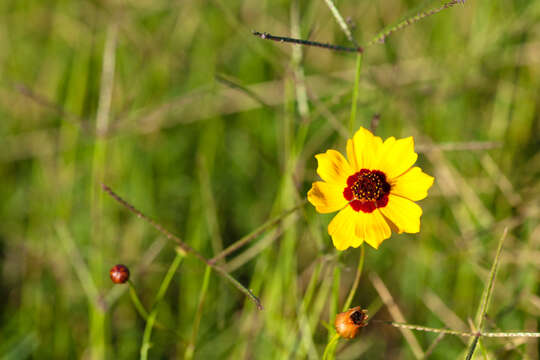 Image of golden tickseed