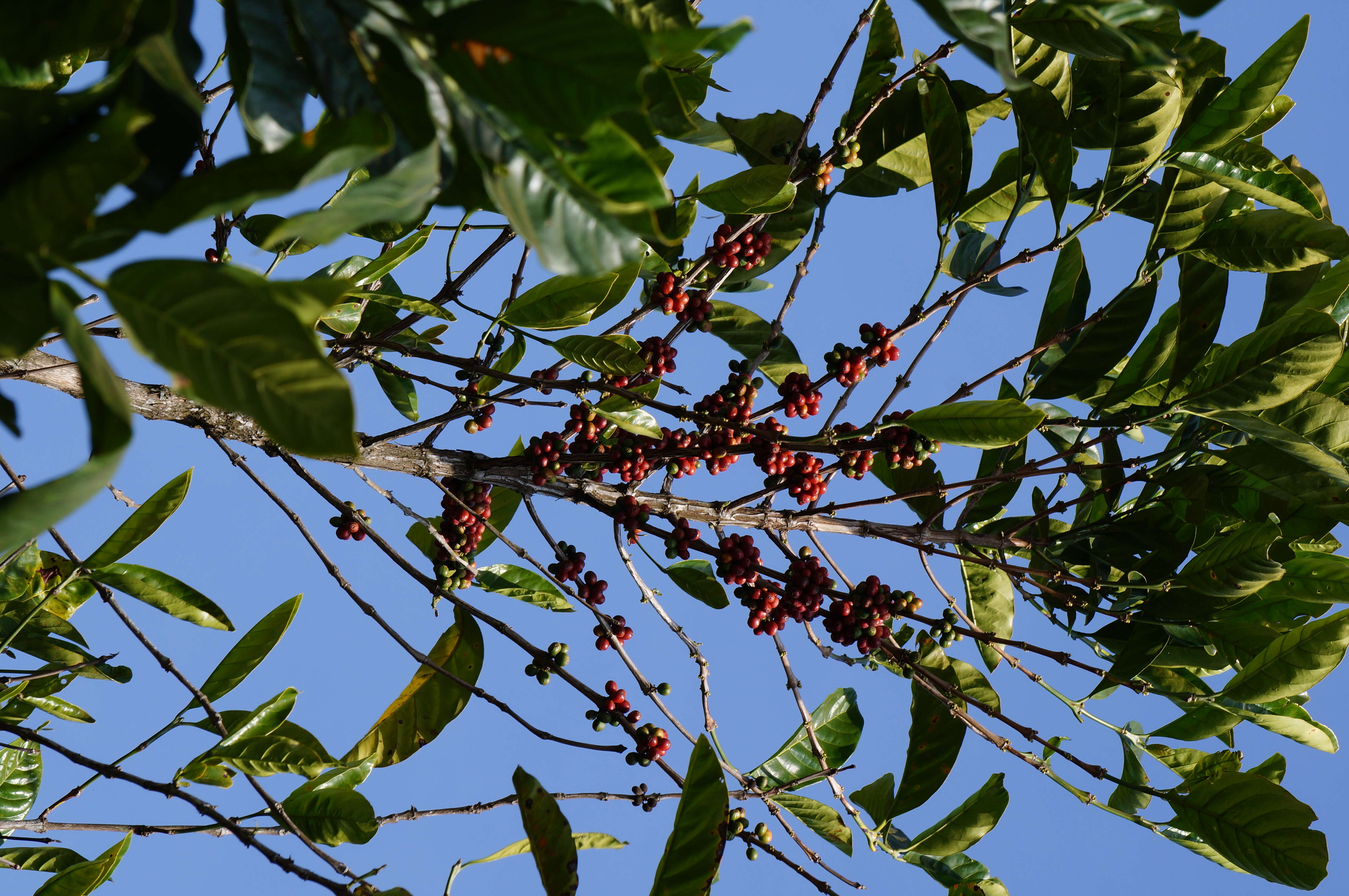 Image de Caféier